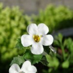 Patch yeux : réduire poches et cernes dès les premières applications