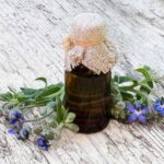 Aubier de tilleul : quand faire une cure pour de meilleurs résultats