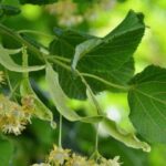 Facial food : nourrir sa peau de l’intérieur pour des résultats visibles