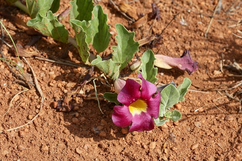 harpagophytum-bienfaits