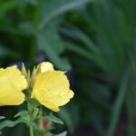 Bacopa : améliore-t-il vraiment la mémoire et la concentration